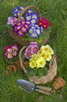 Polyanthus in baskets with hand tools and Terra cotta pots february Late winter 