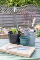 Young dahlias, compost, grit, pot, bamboo stick, knife and plastic bag laid out on table