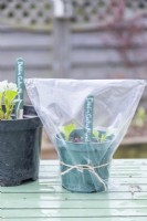 Dahlia cuttings in pot with plastic bag tied over the top of it