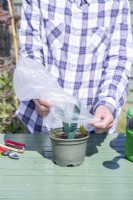 Woman placing clear plastic bag over the Kiwi cuttings