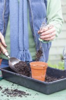 Woman planting rooted Nepeta cuttings in individual pots