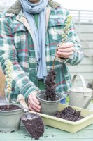 Woman planting rooted pelargonium cuttings in separate pots