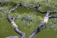 Straw bands known as Komomaki or Waramaki attached to the trunk of pine tree to prevent larvae of pine moth climbing up into the tree