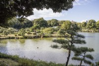 Pine trees at the edge of the Dai-Sensui lake with view across the garden