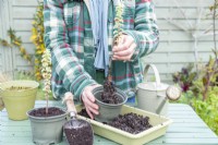 Woman planting rooted pelargonium cuttings in separate pots