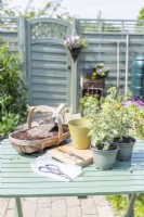 Pelargonium crispum variegatum, trug of compost and grit, pot, plastic bag, knife and scissors laid out on table