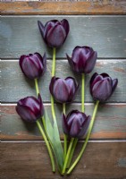 Tulipa 'Queen of Night' flatlay on a painted wooden surface
