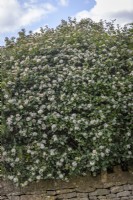Viburnum tinus syn. Viburnum laurustinus grown as a hedge