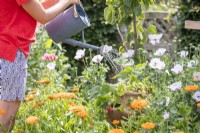 Woman watering Fragaria vesca - Alpine Strawberries