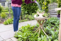 Woman watering Fragaria vesca - Alpine Strawberries in strawberry planter atop a stand made of birch sticks