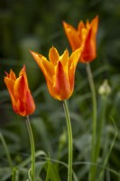 Tulipa 'Ballerina'