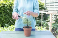Woman cutting flowers off of Nepeta cuttings