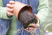 Woman removing Nepeta cuttings from pot - Exposing the roots
