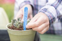 Woman placing label in with the sedum cuttings