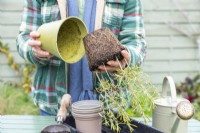 Woman removing Rosemary cuttings from pot - exposing the roots