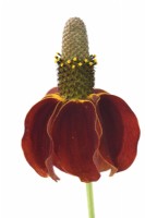 Ratibida columnifera f. pulcherrima  'Red Midget'  Mexican Hat  Prairie coneflower  July