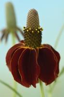 Ratibida columnifera f. pulcherrima  'Red Midget'  Mexican Hat  Prairie coneflower  July