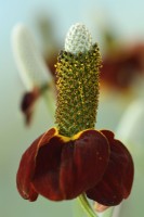 Ratibida columnifera f. pulcherrima  'Red Midget'  Mexican Hat  Prairie coneflower  August