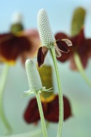 Ratibida columnifera f. pulcherrima  'Red Midget'  Mexican Hat  Prairie coneflower  Flower buds  August