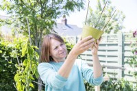 Woman checking underside of Rosemary pot for roots