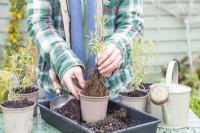 Woman planting rooted Rosemary cuttings in individual pots