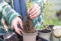 Woman planting rooted Rosemary cuttings in individual pots