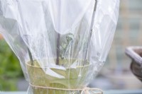 Rosemary cuttings covered with plastic bag