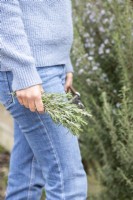 Woman holding Rosemary cuttings