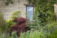 Cotinus 'Grace' against the wall of the house with Cynara cardunculus and purple flowers of Papaver somniferum 'Lauren's Grape'.