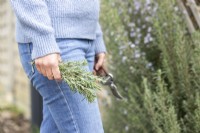 Woman holding Rosemary cuttings