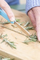 Woman removing side shoots from the Rosemary cuttings
