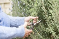 Woman taking Rosemary cuttings