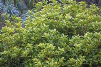 Osmanthus heterophyllus 'Goshiki' AGM syn. Osmanthus heterophyllus 'Tricolor' - Holly olive