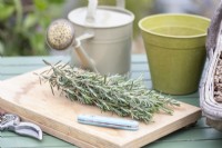 Rosemary cuttings on table