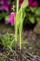 Emerging foliage of Convallaria majalis, Lily of the Valley