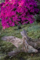 Pink Kurume Azalea blossom behind tree stump left as ornament in woodland garden