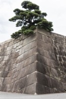Pinus thunbergii or Japanese Pine growing on top of the Tenshu-dai -the base of the main tower, with stone walls. 