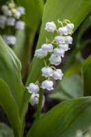 Convallaria majalis, Lily of the valley