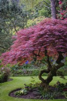 Acer palmatum, in early spring