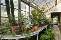 Staging covered with tender plants in the glasshouse at Parham House, West Sussex in September