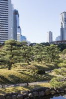 View over the garden with Japanese pine trees and buildings of city beyond. 