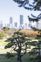 View across garden. Japanese pine in foreground, city buildings in background. 