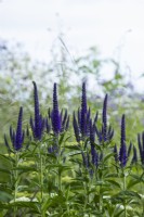 Veronica longifolia 'Marietta' - garden speedwell