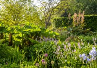 Gravel garden with mixed planting flower beds with Bistorta officinalis - Cirsium rivulare 'Atropurpureum', Gunnera manicata - Brazilian Giant rhubarb, Irises and Alliums