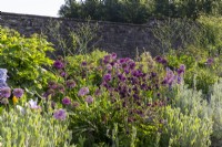 View over the long border with a stone wall - mixed planting flower beds with Alliums, Aquilegia and Stachys byzantina