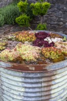 Succulents growing in a large repurposed industrial steel drum - different varieties of Sempervivums - house leeks