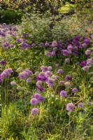 Gravel Garden - various varieties of Alliums with Anthriscus sylvestris - cow parsley 