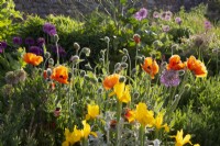 Yellow Iris, Papaver orientale and Alliums growing in a raised bed in a flowerbed border