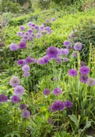 Alliums growing in a flower border