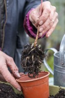 Woman planting rooted Sedum 'Herbstfreude' cuttings in individual pots